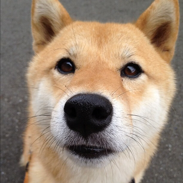 Kaiyun(中国)开云-CS2 战队风格多样 战术多变，cs2lua