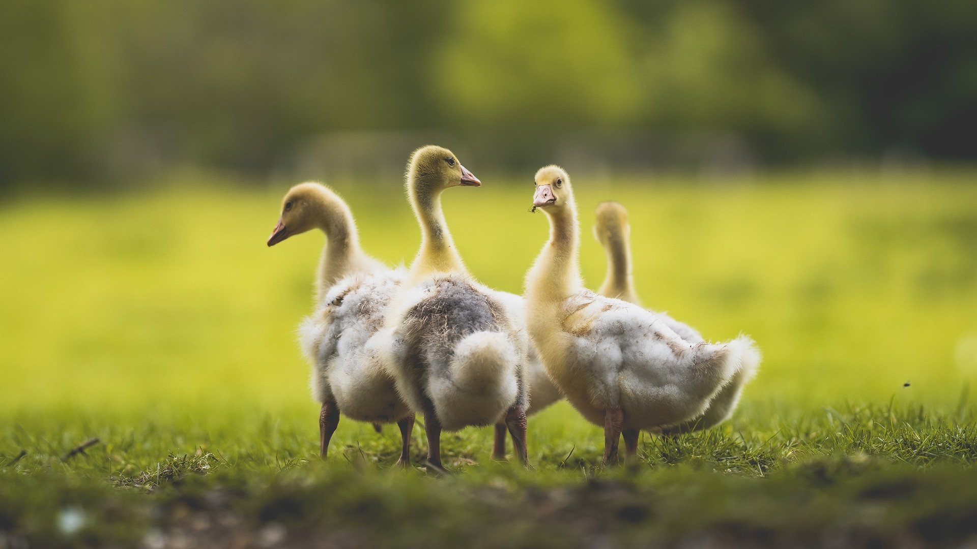 kaiyun官方入口登录-_世界羽毛球锦标赛：中国选手连续夺冠_，羽毛球世界锦标赛视频