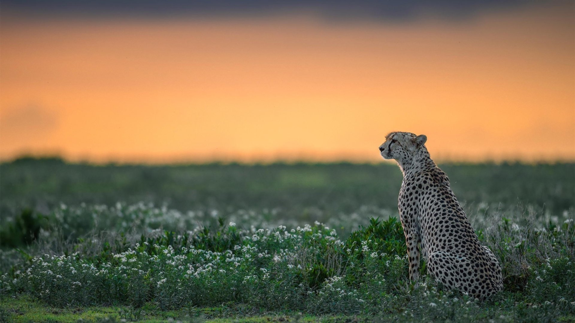 开云官网首页-_天幕足球：空中激战点亮夜空_，天幕玩法
