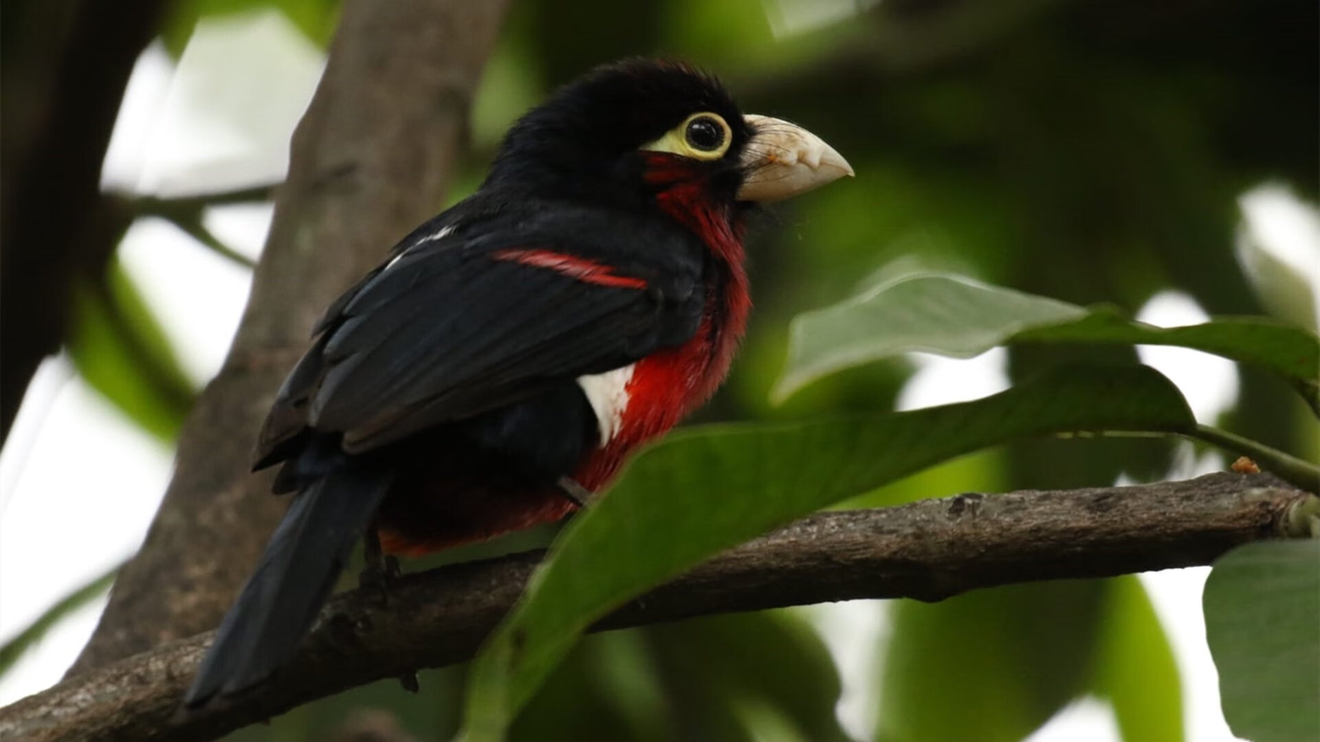 kaiyun体育综合-“法甲逆转好戏不断，场面激烈令人振奋”，法甲转会一览 新浪体育