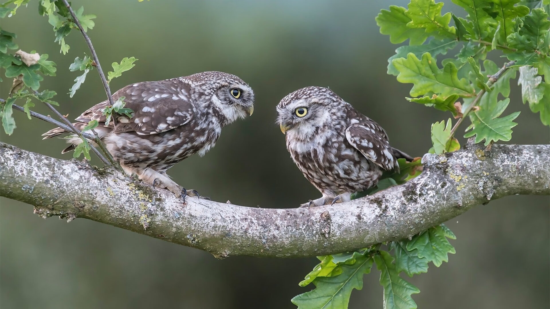 开云网页版登录入口-《Valorant战术天王战，逆转惊喜不断》