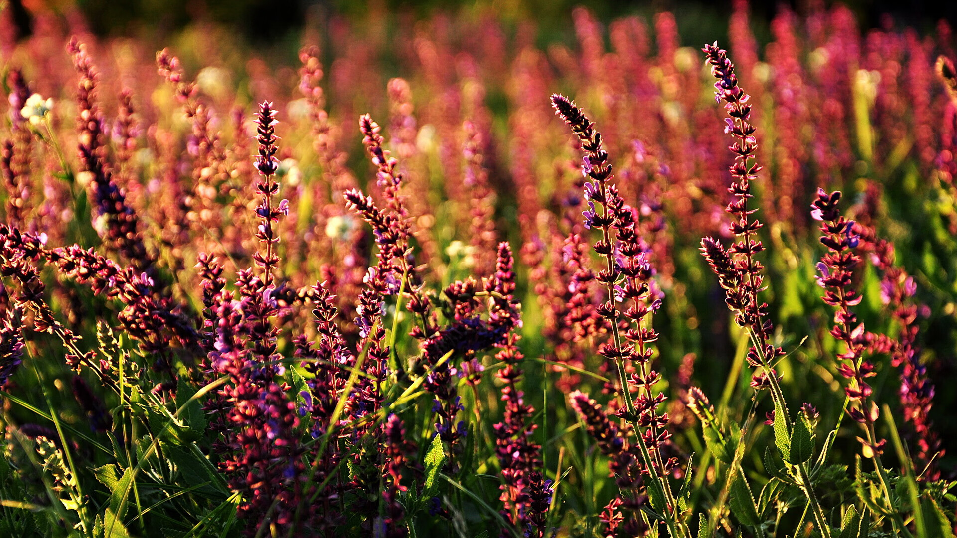 KAIYUNAPP-《电竞专业化：从娱乐到职业的转变》，电竞专业化的好处