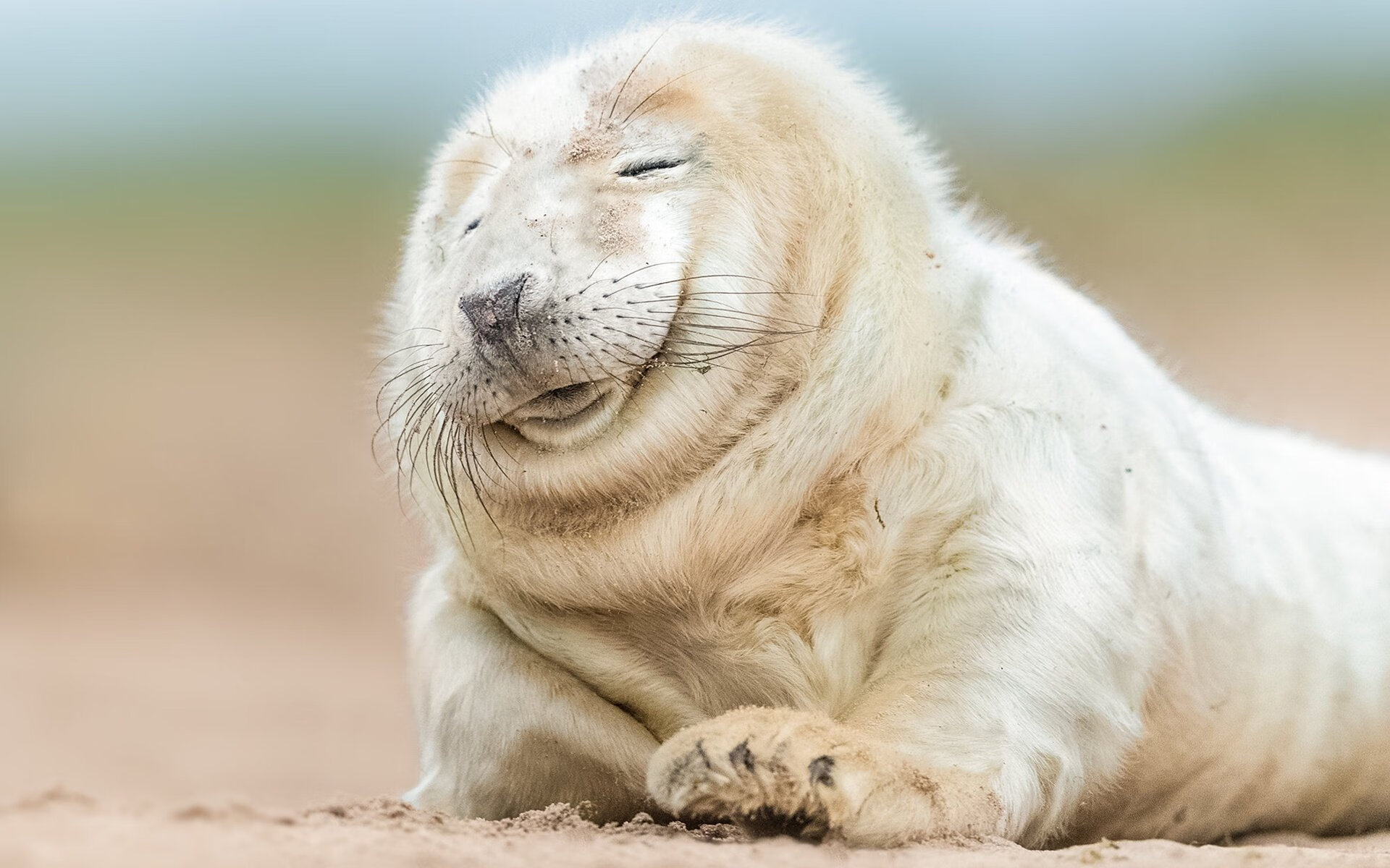 开云官方-史上最大“黑马王朝”：逆袭夺冠的奇迹历程，黑马王子百科