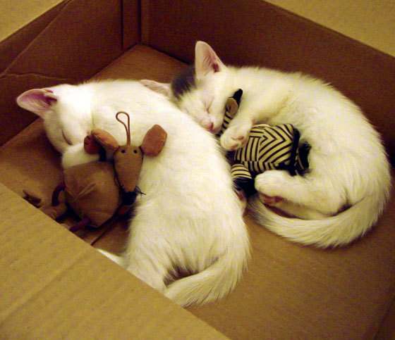 开云官网首页-国内足球运动装备创新研发成果频出，行业技术不断突破，国产足球运动装备品牌