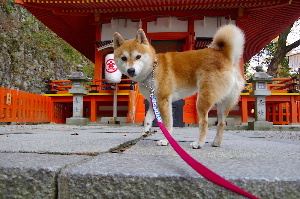 开云体育中国官网-车手心理战：比赛中的心态调控与决胜要诀，车手团队