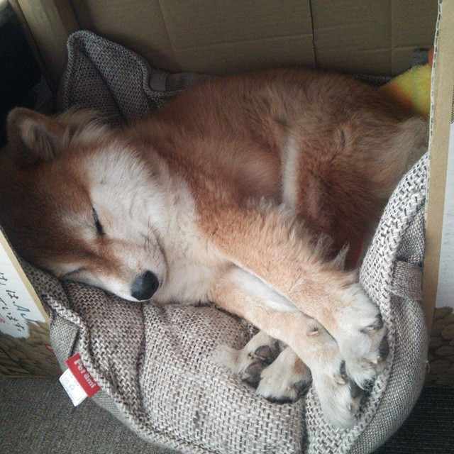 开云官网在线-拜仁慕尼黑在客场以-战胜拉齐奥，拜仁慕尼黑对战拉齐奥