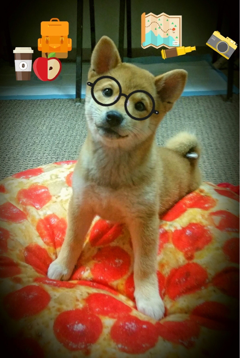 开云·Kaiyun网页版-美国队未来发展：如何通过培养年轻选手增强国际竞争力，美国队强势项目